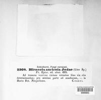 Auricularia auricula-judae image